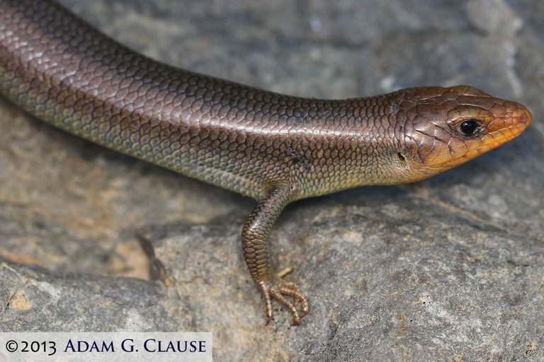 Image of Gilbert's Skink