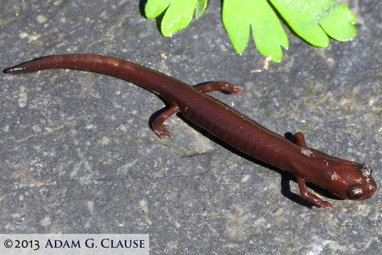 Image of Inyo Mountains Salamander