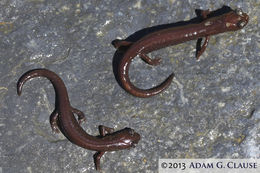 Image of Inyo Mountains Salamander