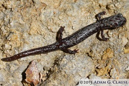 Image of Inyo Mountains Salamander