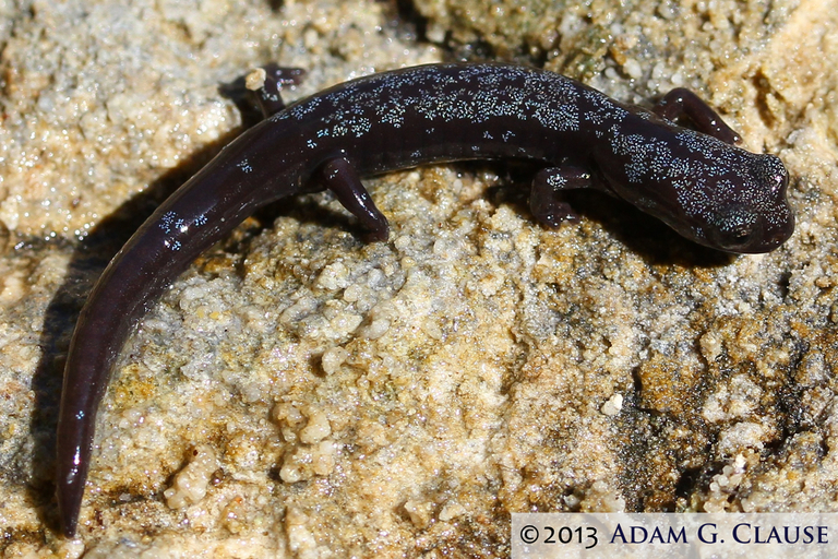 Image of Inyo Mountains Salamander