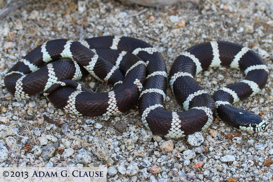 Слика од Lampropeltis getula (Linnaeus 1766)