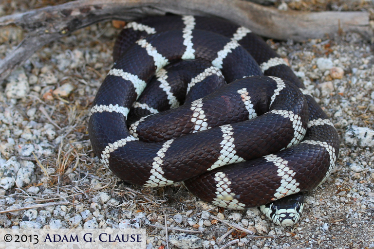 Image of Common Kingsnake