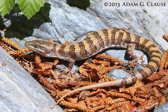 Image of Panamint Alligator Lizard