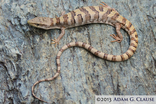 Image of Panamint Alligator Lizard