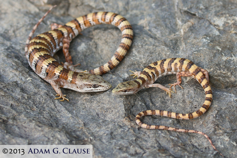 Image of Panamint Alligator Lizard