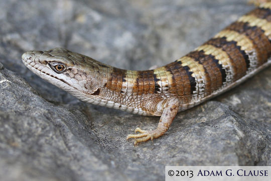 Image of Panamint Alligator Lizard