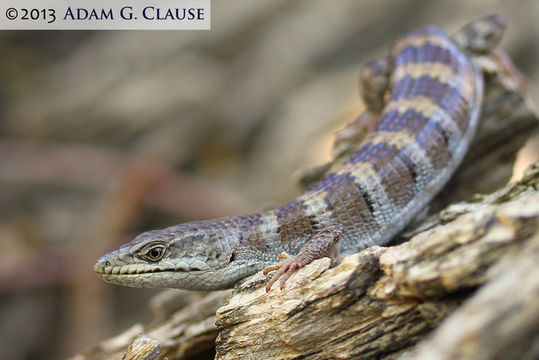 Image of Panamint Alligator Lizard