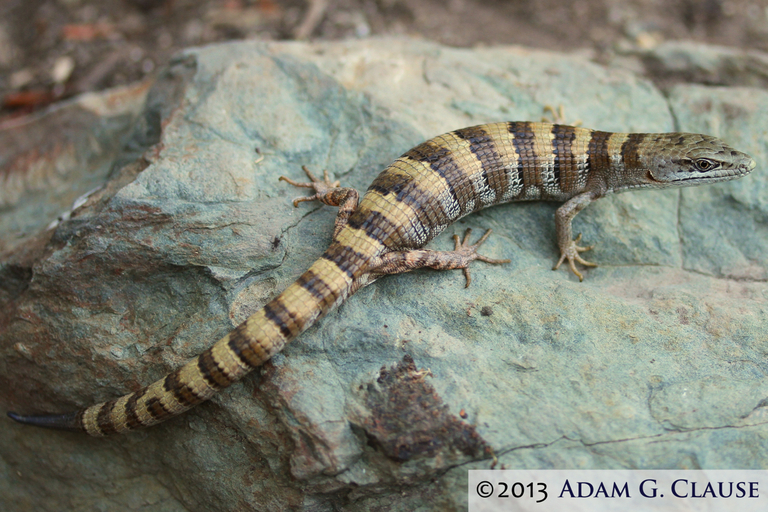 Image of Panamint Alligator Lizard