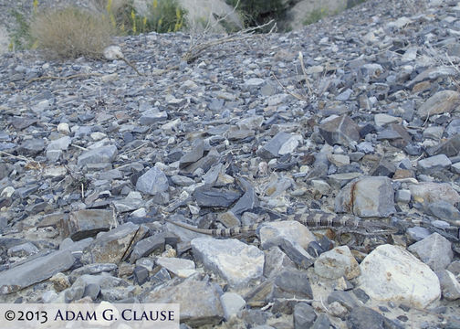 Image of Panamint Alligator Lizard