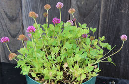 Слика од Trifolium burchellianum Ser.