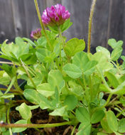 Слика од Trifolium burchellianum Ser.