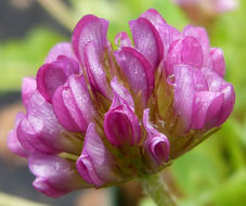 Слика од Trifolium burchellianum Ser.