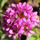 Image of Wild clover