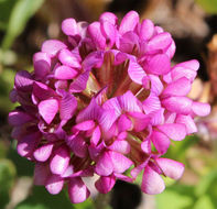 Слика од Trifolium burchellianum Ser.