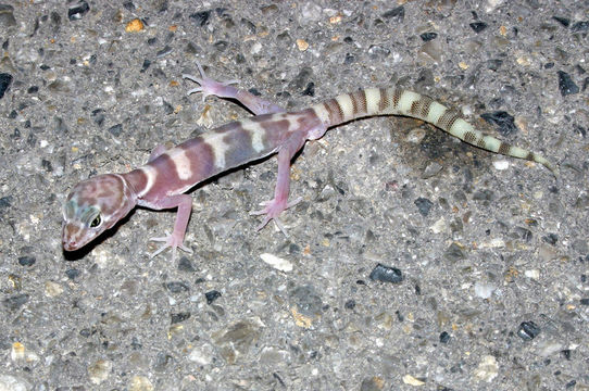 Image of Western Banded Gecko