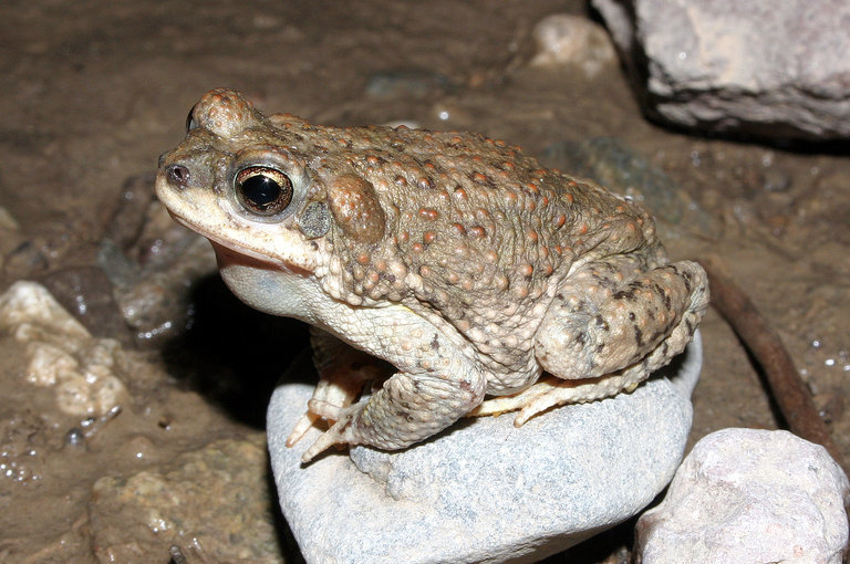 صورة Anaxyrus punctatus (Baird & Girard 1852)