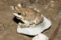 Plancia ëd Anaxyrus punctatus (Baird & Girard 1852)