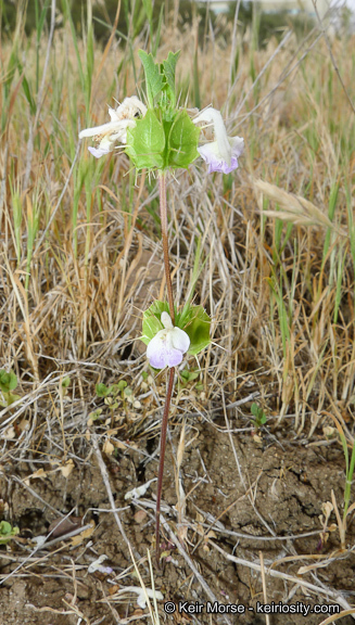 Image of San Diego thorn-mint