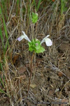 Слика од Acanthomintha ilicifolia A. Gray