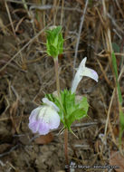 Image of San Diego thorn-mint