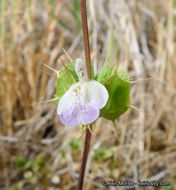 Image of San Diego thorn-mint