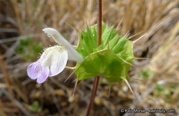 Image of San Diego thorn-mint