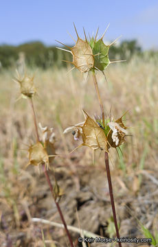 Слика од Acanthomintha ilicifolia A. Gray