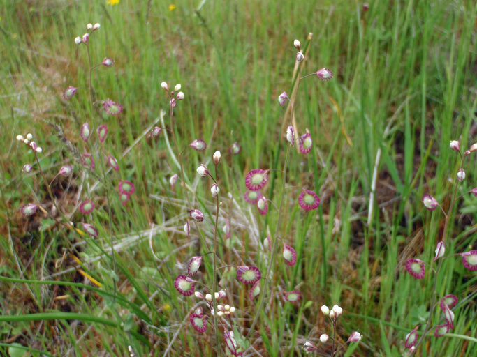 Image of sand fringepod