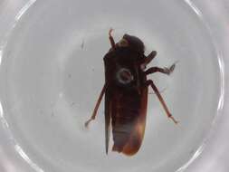 صورة Aetalionidae