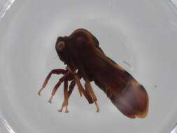 صورة Aetalionidae