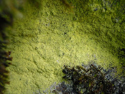 Image of dust lichen