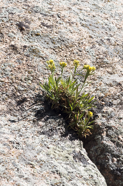 Image of smallhead heathgoldenrod