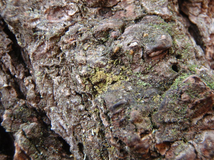 Image of japewia lichen