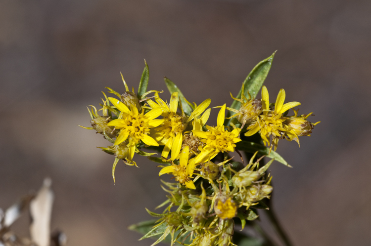 Image of smallhead heathgoldenrod