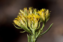 Image of smallhead heathgoldenrod