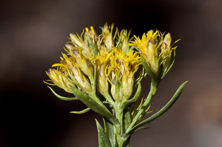 Imagem de Lorandersonia microcephala (Cronq.) Urbatsch, R. P. Roberts & Neubig