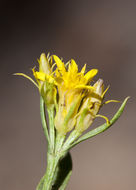 Image of smallhead heathgoldenrod