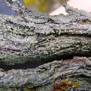 Image of trapeliopsis lichen