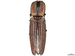 Image of Chalcolepidius