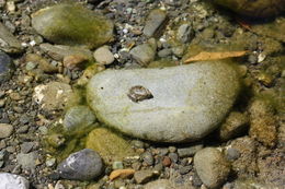 Image of Foothill yellow-legged frog