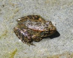 Image of Foothill yellow-legged frog