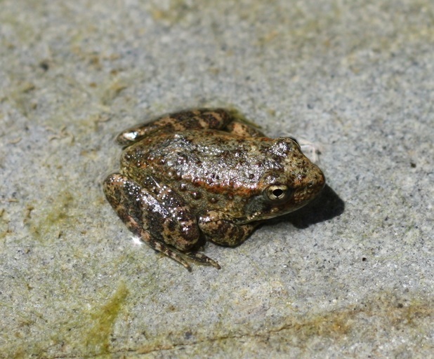 Image of Foothill yellow-legged frog