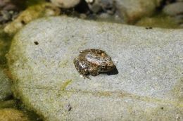 Image of Foothill yellow-legged frog