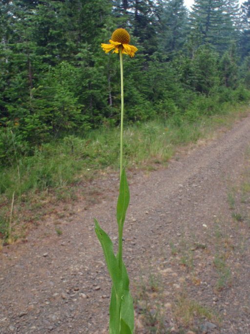 Image of Bigelow's sneezeweed