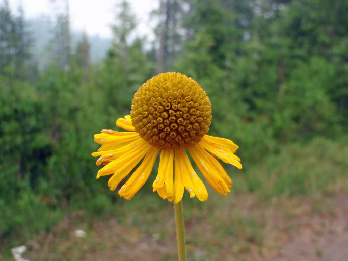 Image of Bigelow's sneezeweed