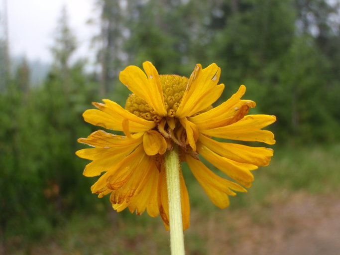 Image of Bigelow's sneezeweed