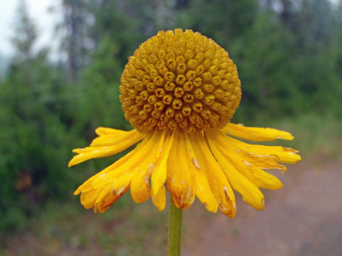 Image of Bigelow's sneezeweed