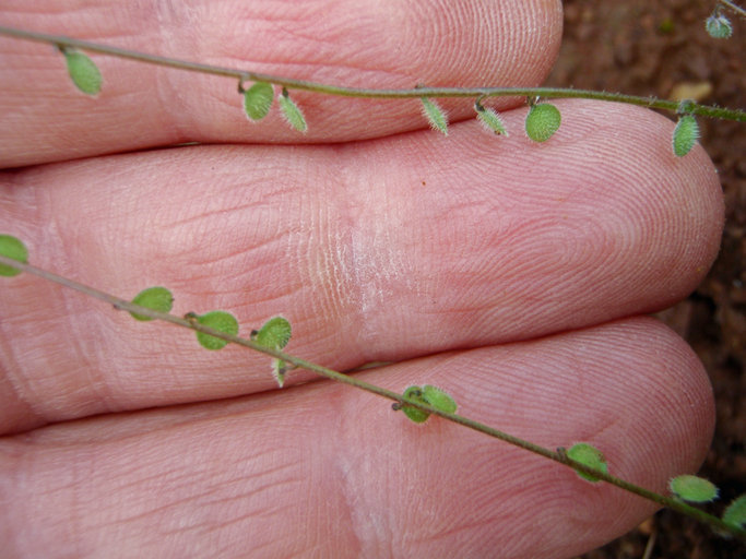 Image de Athysanus pusillus (Hook.) Greene