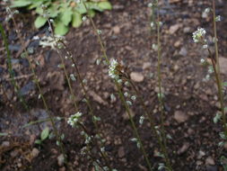 Image of common sandweed